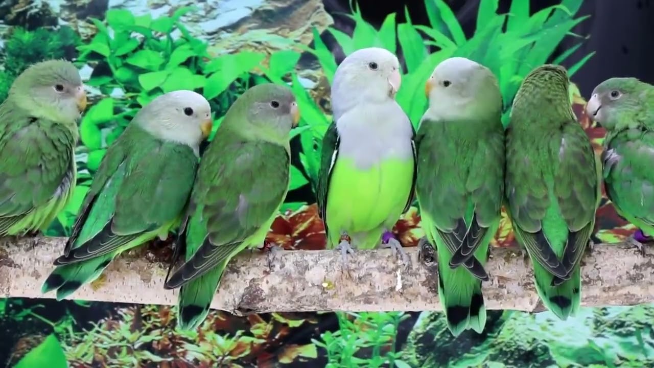 Gray headed Lovebird or Madagascar Lovebird Agapornis canus 🐦🕊️ 🦜🎵❤️ #birds #2024 #naturelovers #top