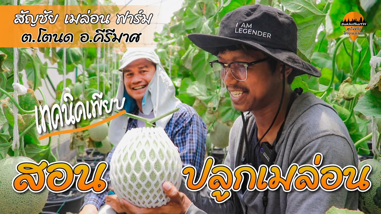 ปลูกเมล่อนยังไง ให้ได้ผลสวยน่ากิน อ.คีรีมาศ | สุโขทัยไทยแลนด์