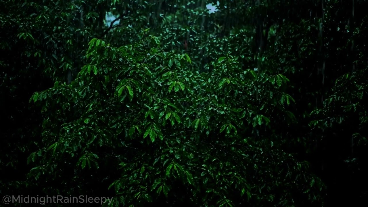Heavy Rain on Forest Leaves 🌧️ Relaxing Rain Sounds for Deep Sleep (3 Hours)