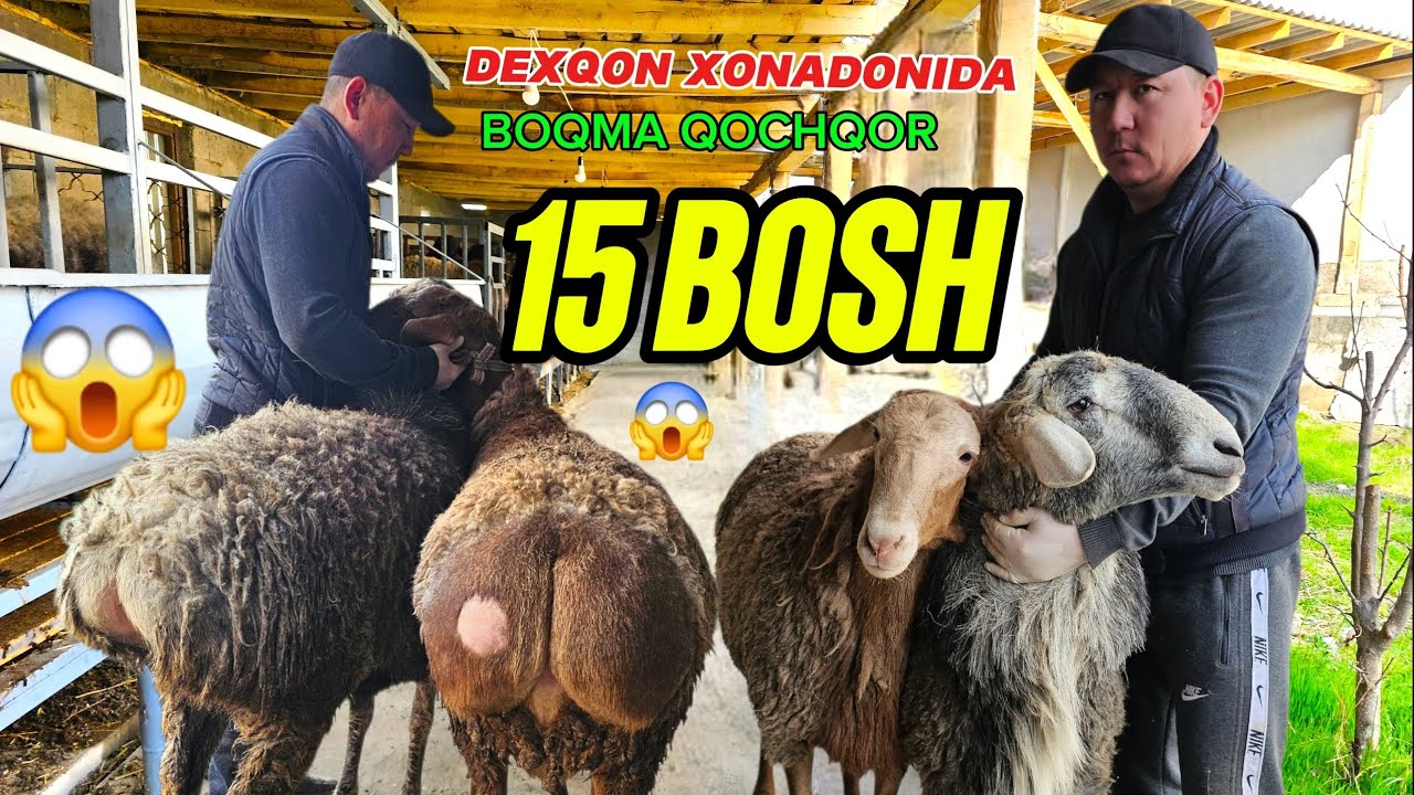 BUNAQASI BOLMAGAN DAXSHAT ARZON JOYI . DEXQONDAN 15 BOSH BOQMA QOCHQOR