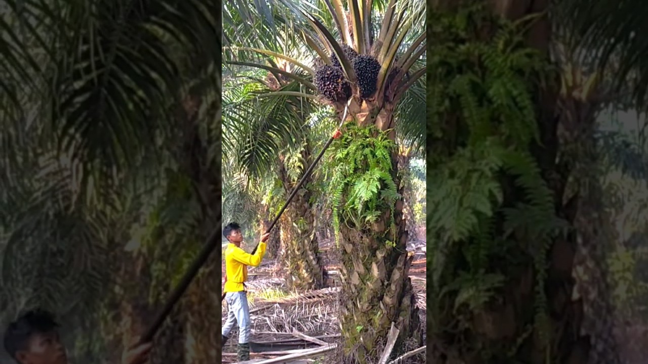 Palm Oil Harvesting Skill Using Scythe