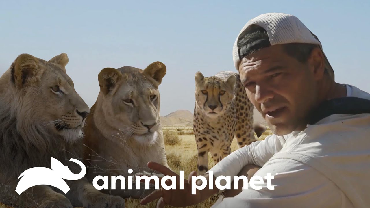 Frank se aproxima de felinos selvagens | Wild Frank | Animal Planet Brasil