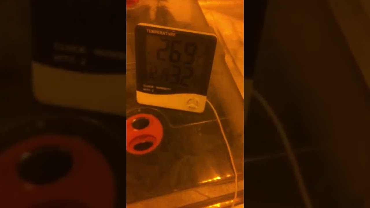 Holy Grail OG Kush on 4x Auto Pot XL week 1