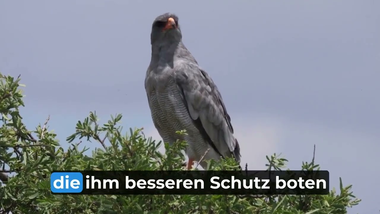 Der Vogel, der sich bei Gott beschwerte 🕊️ | Eine tiefgründige Geschichte voller Weisheit