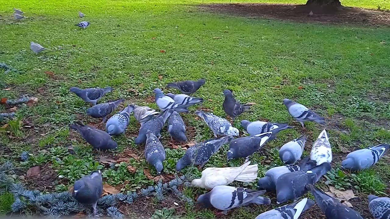🕊️🌰🥯🌰🕊️