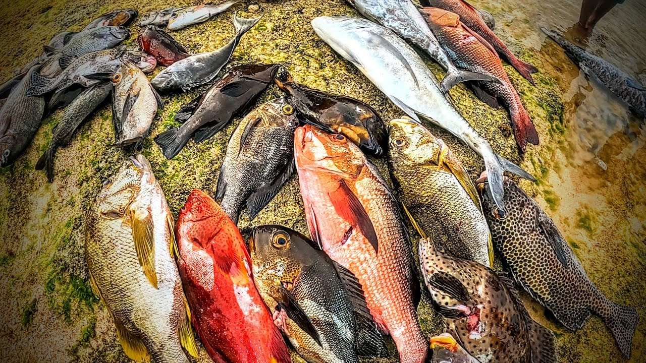 Ikan - Ikan Penghuni Karang PANTURA | Spearfishing TERNATE