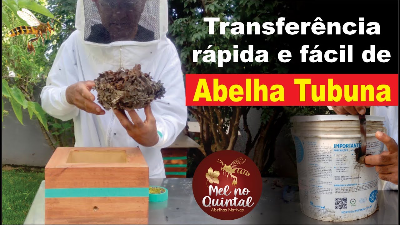 Abelha TUBUNA na caixa correta evolui rápido!