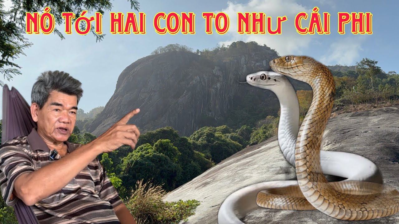 Trận động vùng núi chú út chứng kiến cặp rắn hổ mây to như cái phi khiến người dân khiếp sợ,