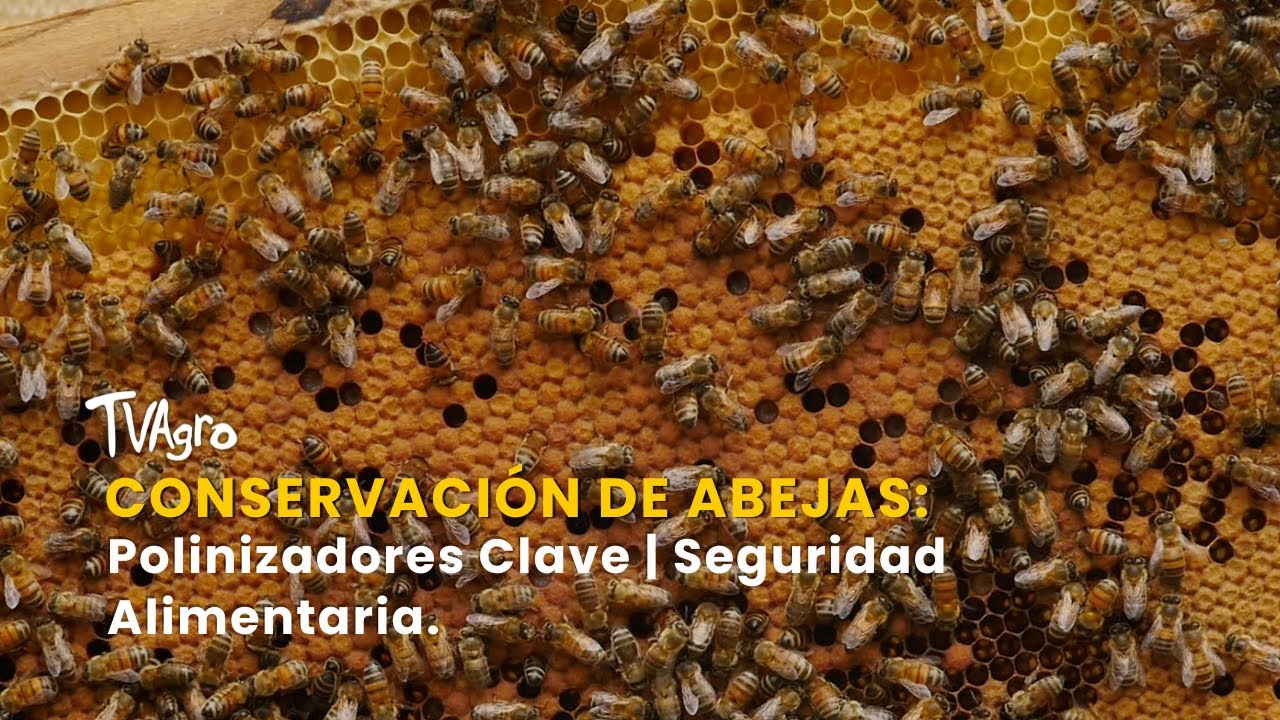 Conservaci&oacute;n de Abejas: Polinizadores Clave | Seguridad Alimentaria - TvAgro por Juan Gonzalo Angel