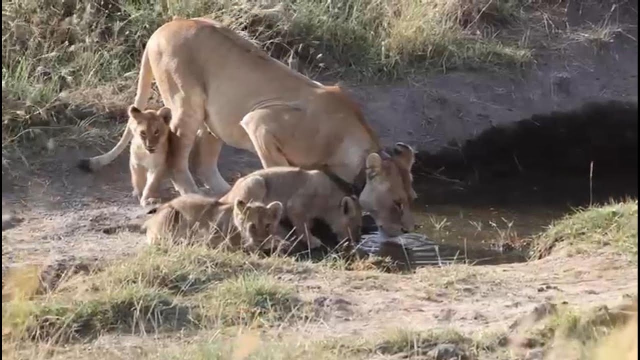 Cute Lion Cubs Follow Mom to Drink 🦁💧