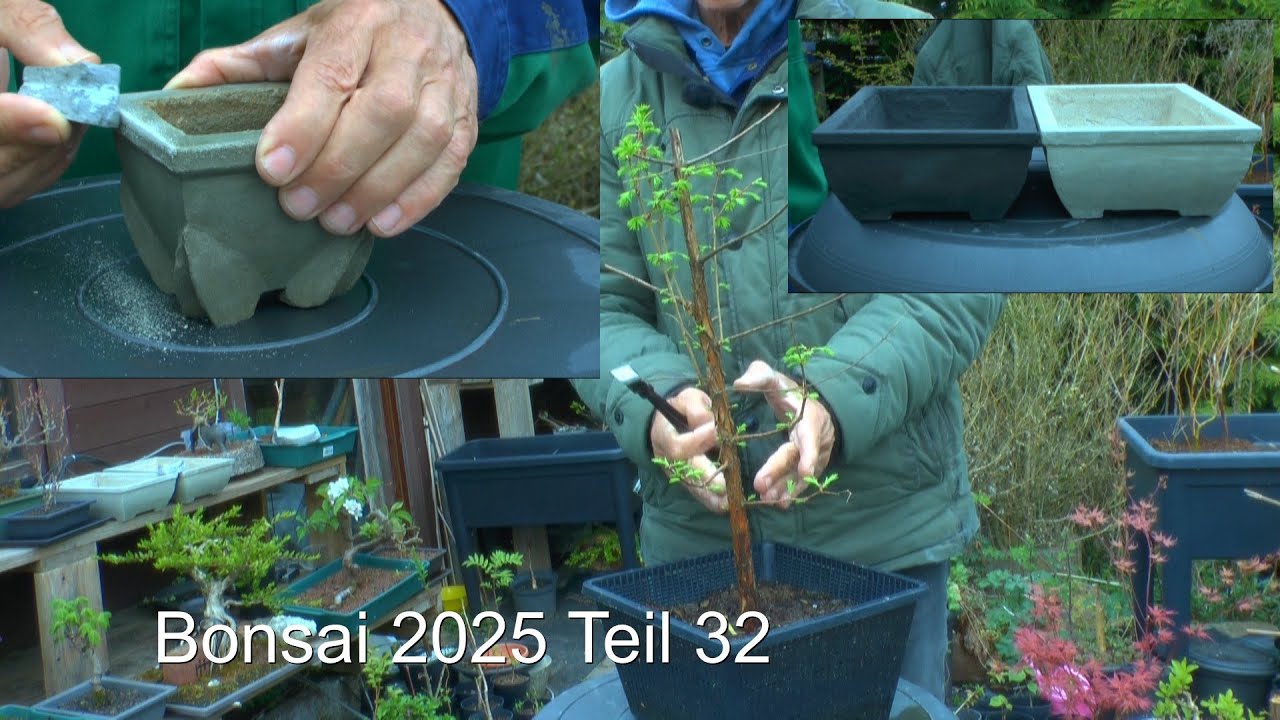 Bonsai 2025 Teil 32 Apfelbaum, Mammutbaum und Birkenwald mit Schalen Update aus Beton