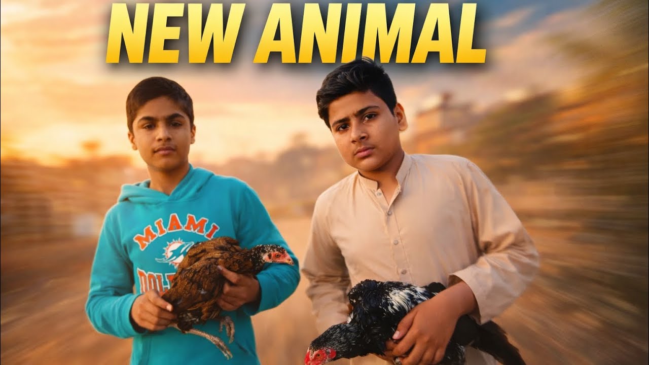 usman #46 #official #vlog#murga bemar hogaya#or setup per Naya mahman agaya 