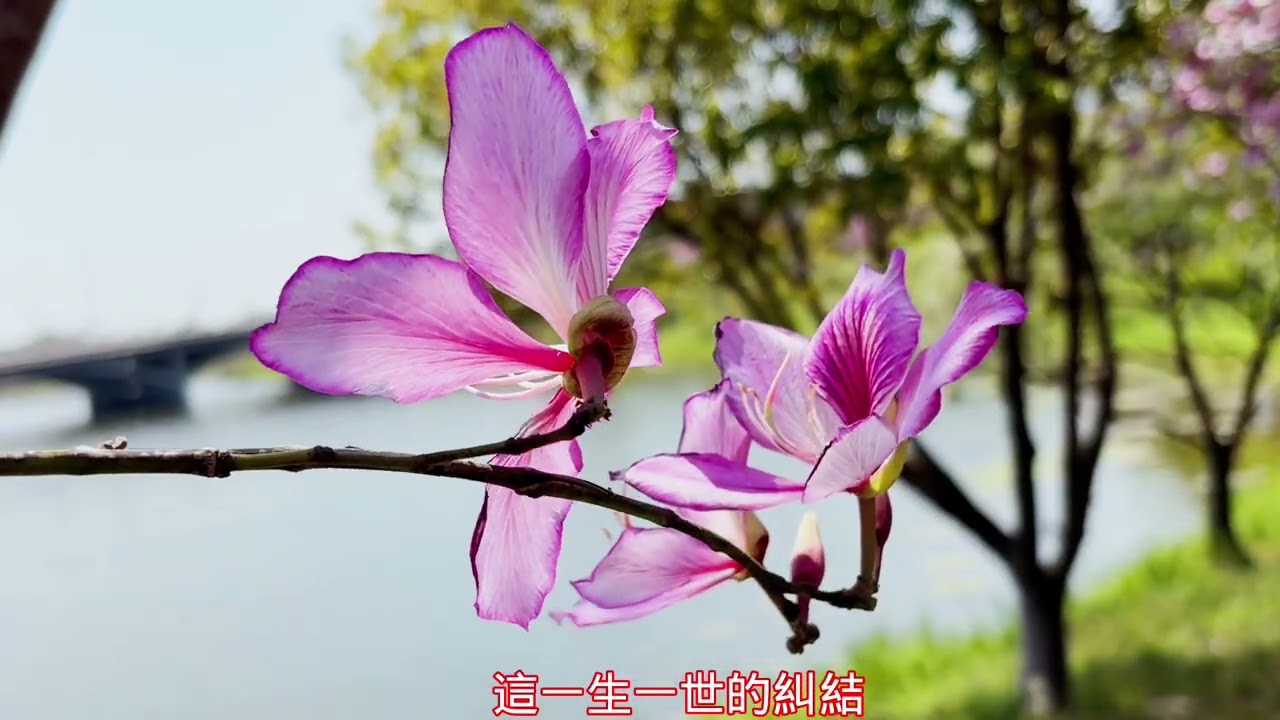 ㄧ花一世界  南科提塘湖