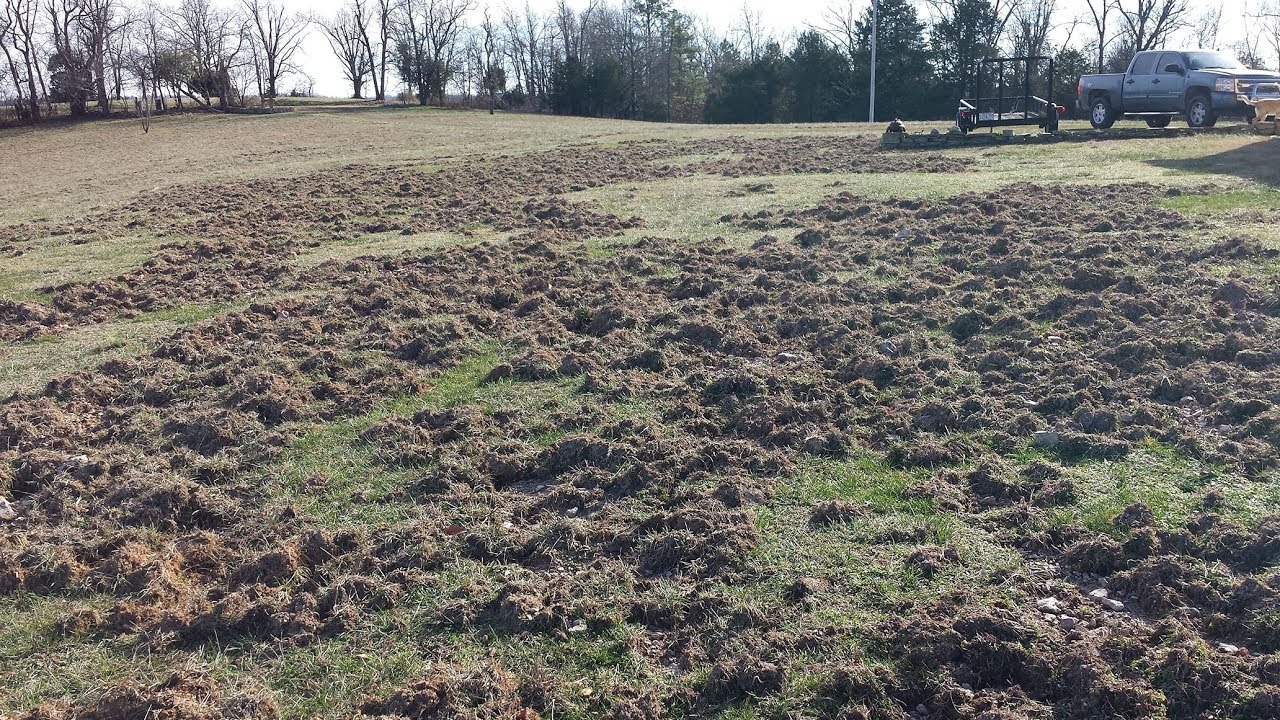 Arkansas Feral Hog Problem