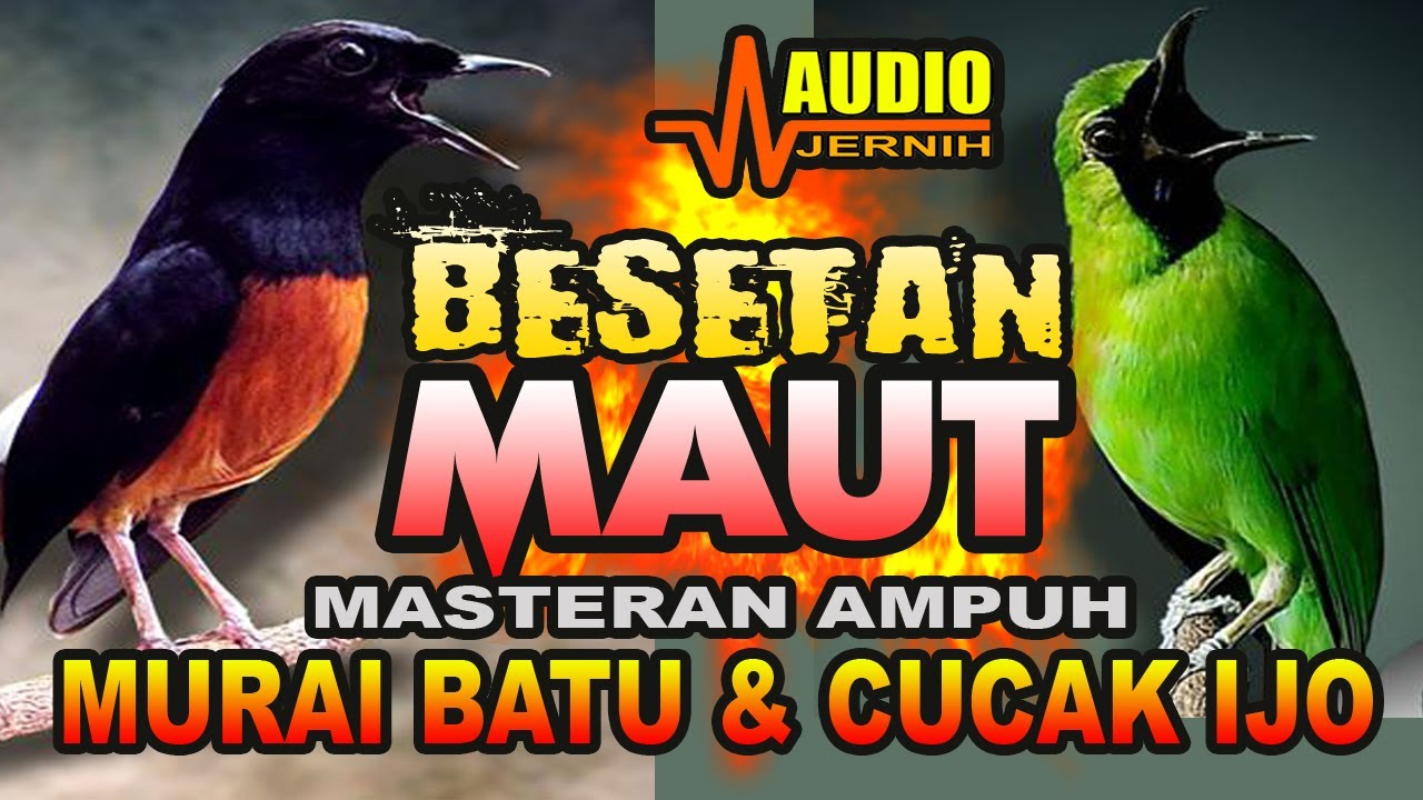 BESETAN LAGI VIRAL | AMPUH MEMASTER MURAI BATU & CUCAK IJO | MASTERAN BURUNG FIGHTER TERBAIK