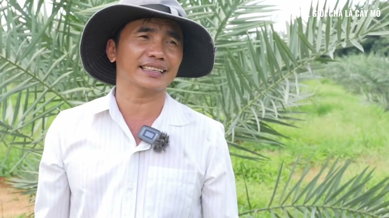 Vườn chà là cấy mô  với diện tích hiện 25ha tại Phường hội Nghĩa, Tp Tân Uyên, Bình Dương