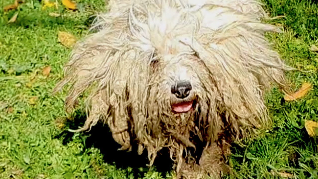 I've NEVER SAW A DOG LIKE THIS! I Had To Shave All That Matted Fur!