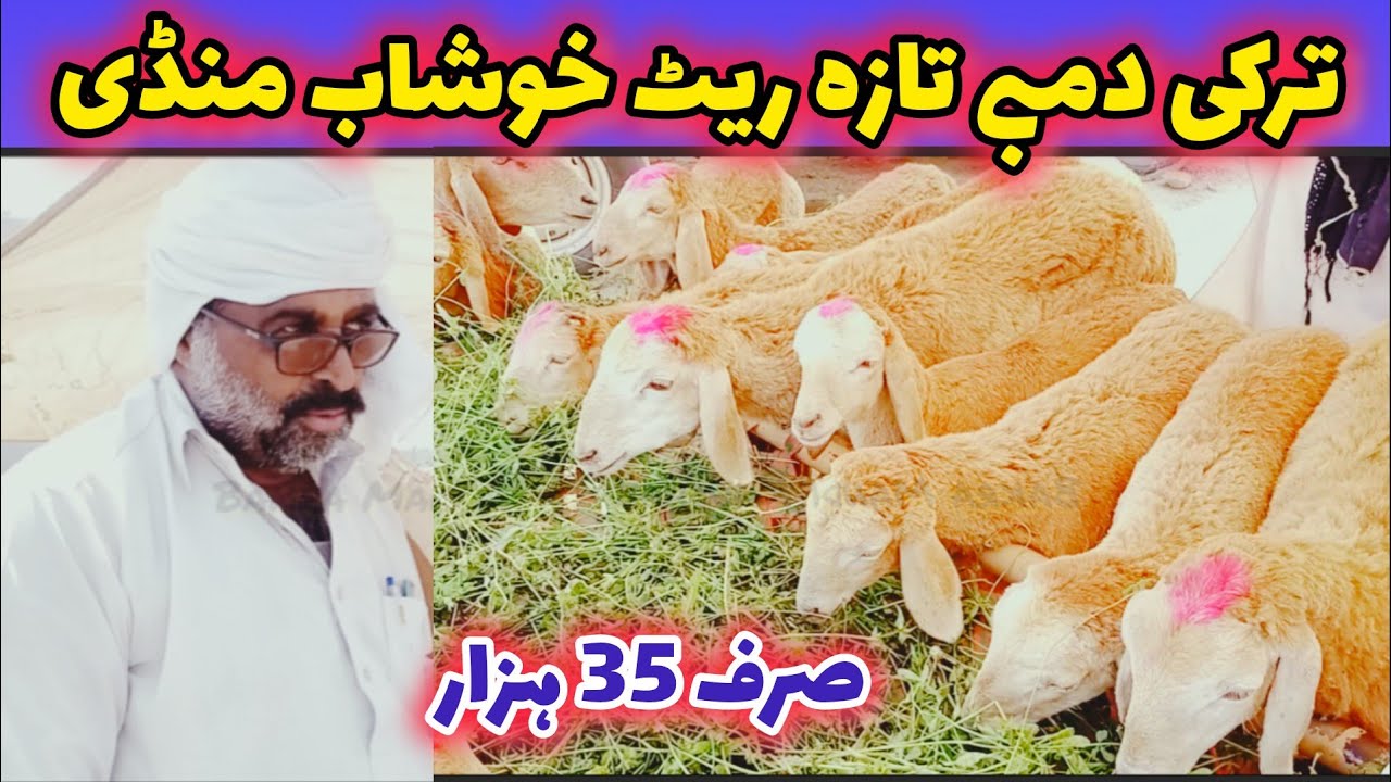 khobsorat turkey dumbe 2024 | Turkish sheep pure quality | chakki wale dumbe Bakra Mandi khushab