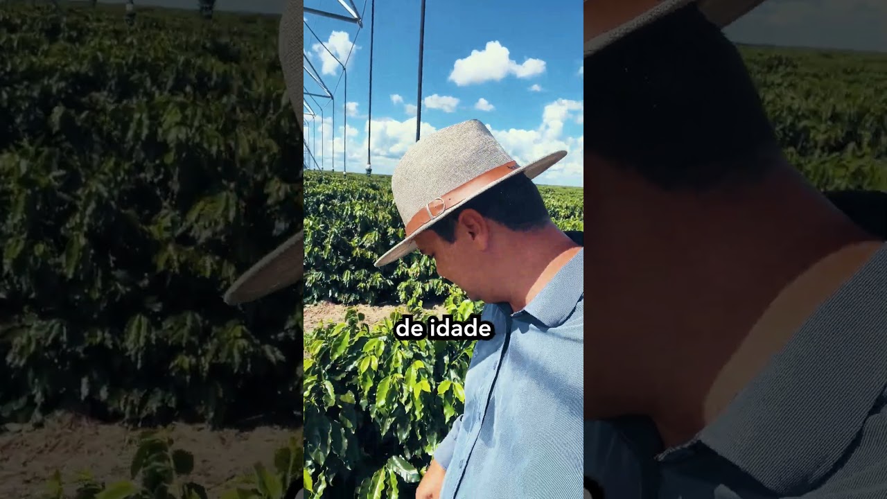 Lavoura de caf&eacute; irrigado com apenas 2 anos