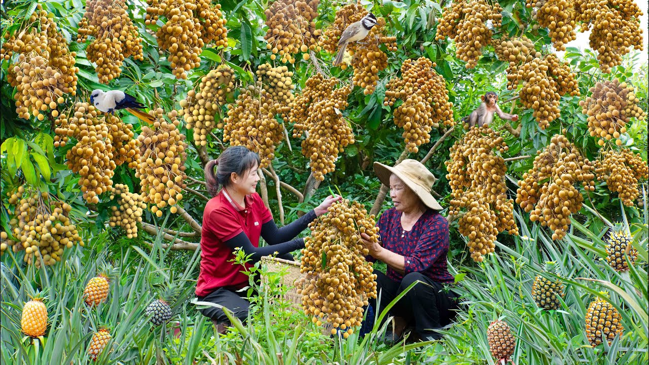 Harvest Longan Fruits & Cook longan lotus seed sweet soup Go to the market sell | Luyến Harvesting