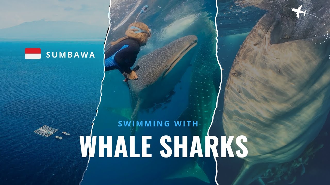Swimming with Whalesharks, Sumbawa Indonesia