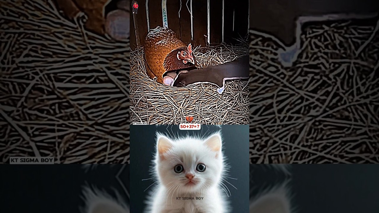 Cat Funny Reaction Day-13 🤯🤣 #trending #cat #dance #shortsfeed