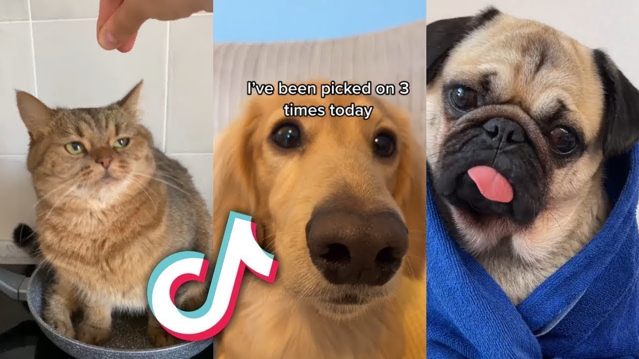 Some AWWDORABLE TikTok Pets to MAKE YOU HAPPY...