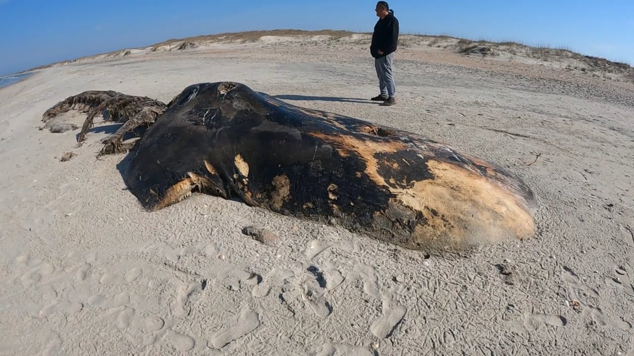 Unforgettable Moments: Spring Break Camping at Cape Lookout 2024