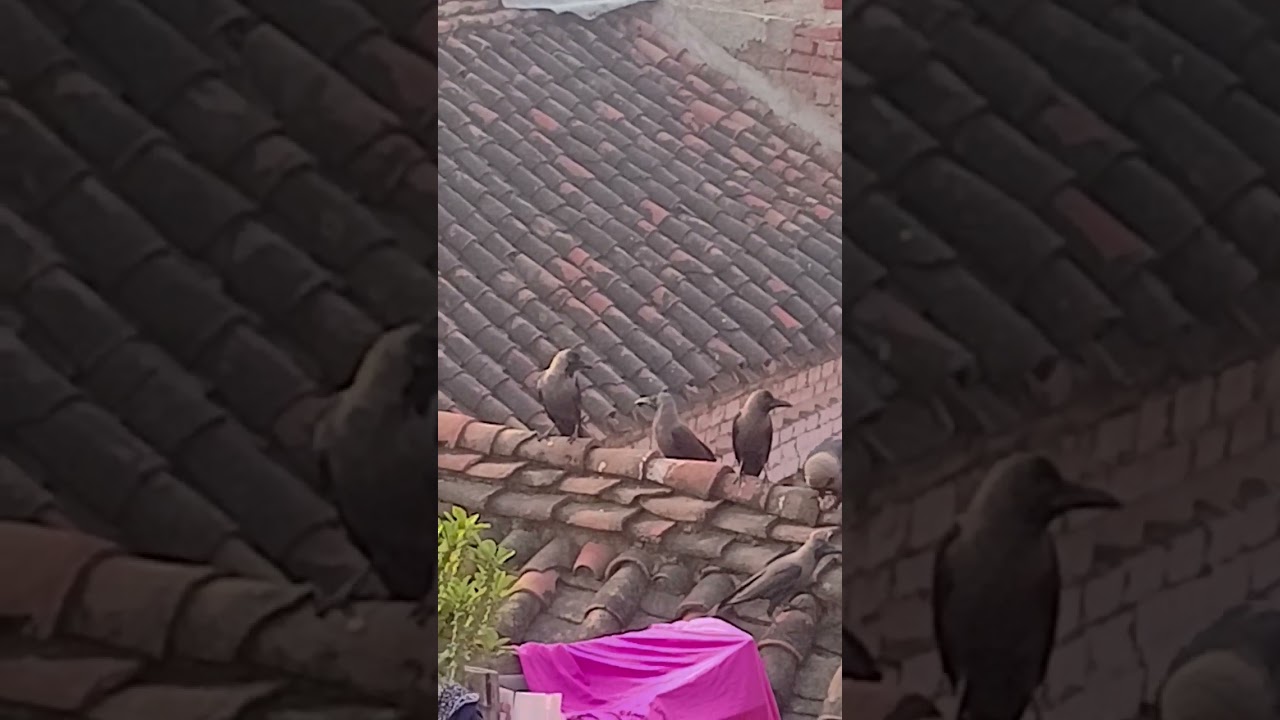🐦&zwj;⬛ crow in Villages #crow #village