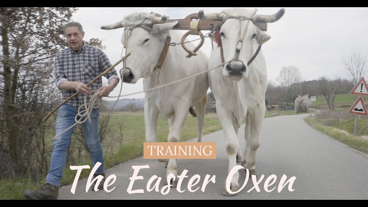 Training the Easter Oxen