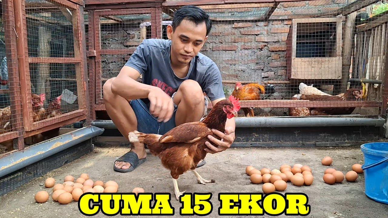 КАК УХАЖИВАТЬ ЗА 15 КУРАМИ-НЕСУШКАМИ ДОМА