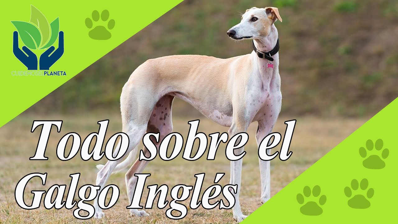 Galgo Inglés, ¿Increíble mascota?