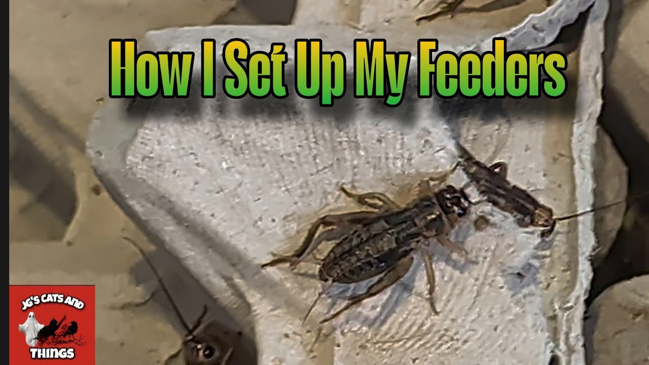 How I Set Up My Feeders 