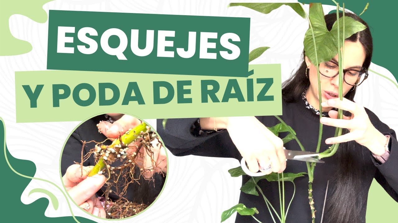 Este Singonio necesita un cambio ✂️¡Hacemos esquejes y poda de raíz!