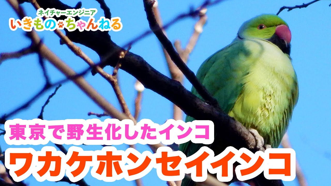 東京で野生化したインコがいる！？ワカケホンセイインコ