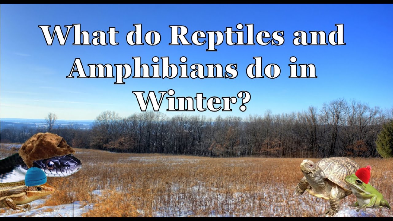 What do Reptiles and Amphibians do in Winter?