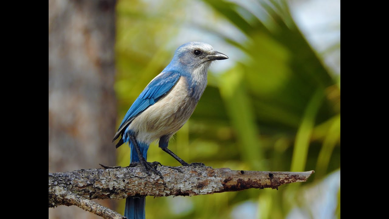 Florida scrub jay: WMNF News