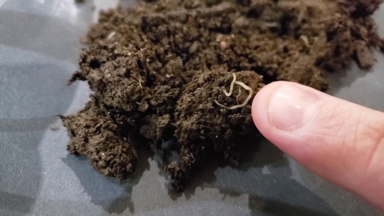 What are pot worms? - A close look at these mysterious white worms!