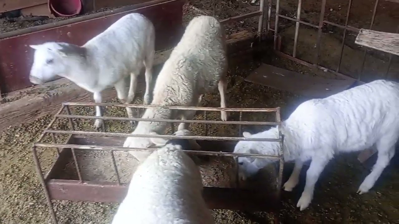 Nos encontramos con tres borregitas saludos amigos #ranchito 