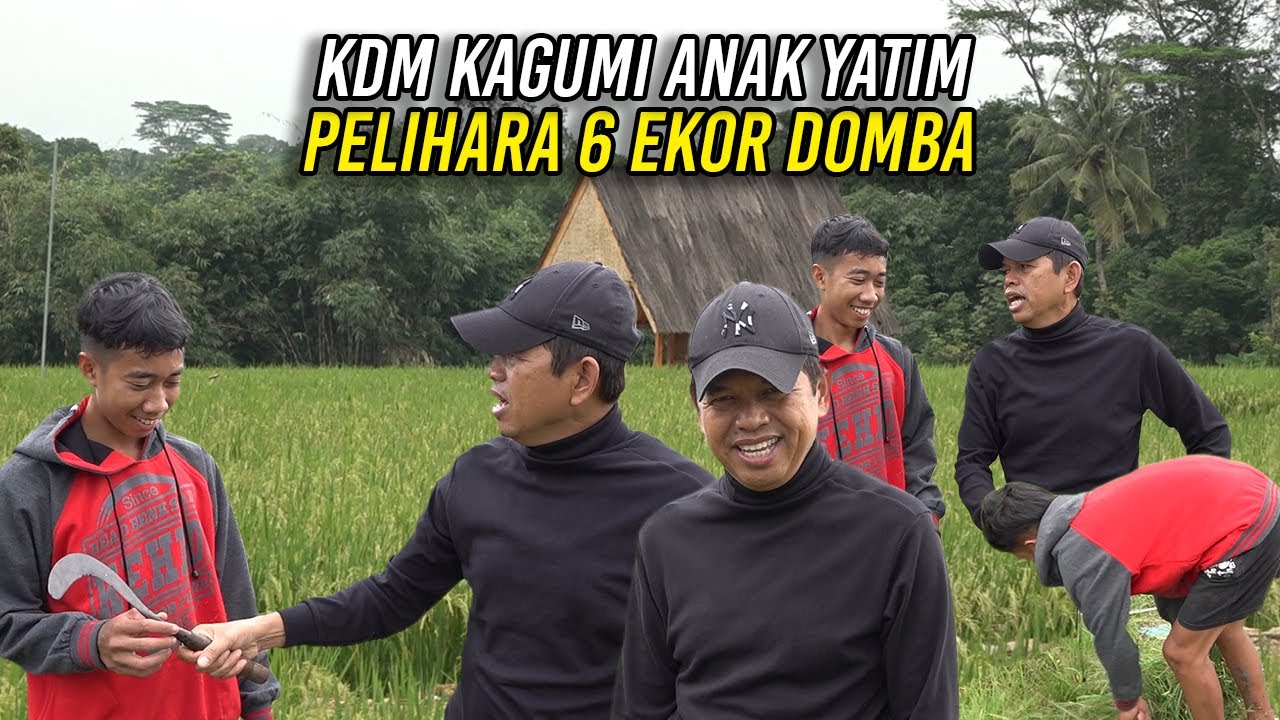 KDM KAGUMI SAHRIR - SISWA YATIM KELAS 2 SMP | MASIH PELIHARA 6 EKOR DOMBA