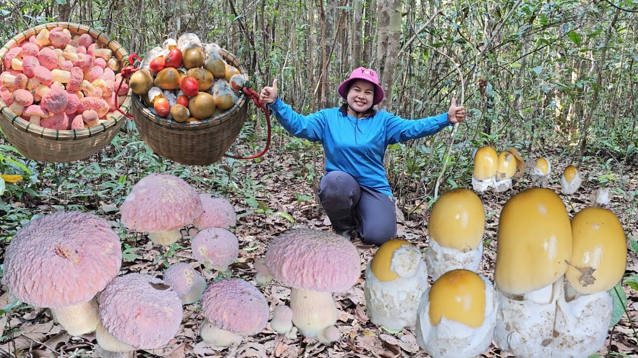 2ตะกร้า​เต็มๆจ้า! เห็ดระโงกเป็นหมู่​ เห็ดสีชมพูหมู่ใหญ่ๆหมานสุดยอด​มีแต่ดอกงามๆ18มีค69