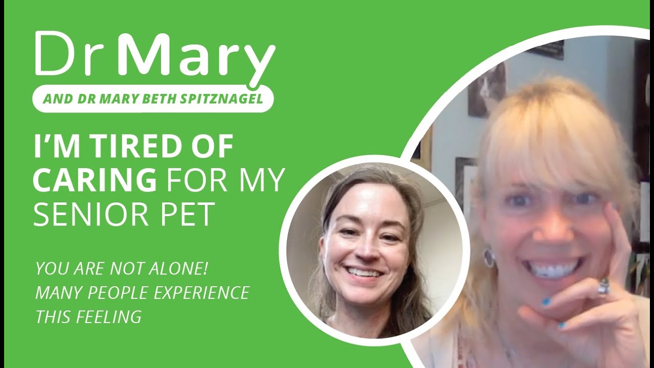 🐾 Dr. Mary: Help – I’m Tired Of Caring for My Senior Pet! (Feat. Dr. Mary Beth Spitznagel)
