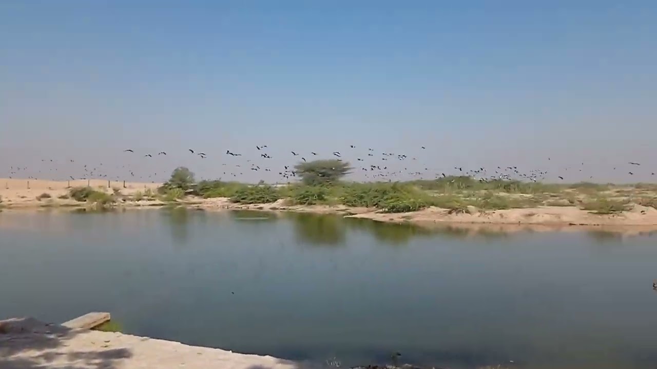 Khichan Bird Sanctuary, Rajasthan