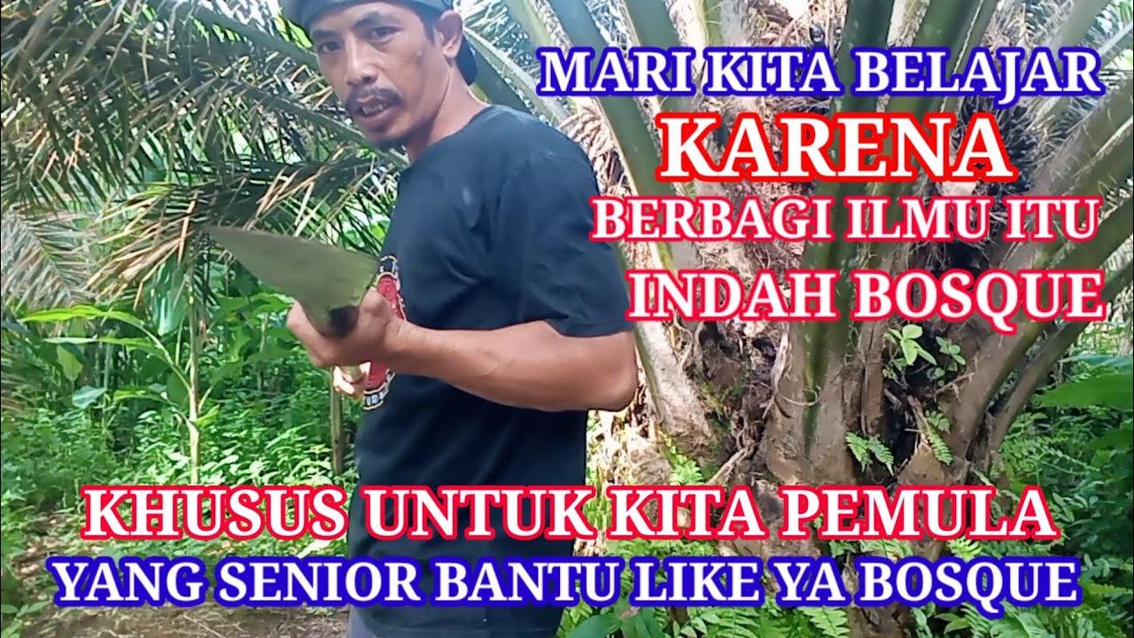 KHUSUS UNTUK PEMULA BOSQUE CARA PANEN SAWIT PAKAI DODOS @TIO BANGKO