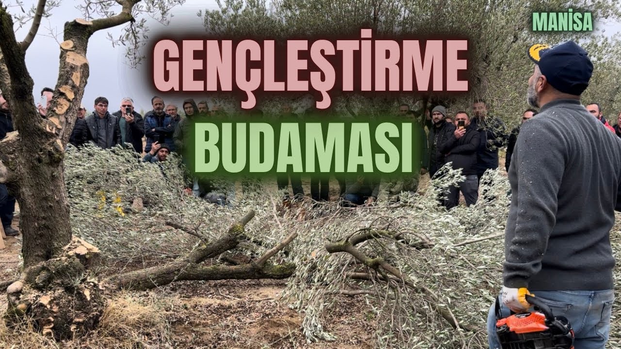 Gençleştirme Budaması Nasıl Yapılır? How to Perform Rejuvenation Pruning? #budama #erenvural