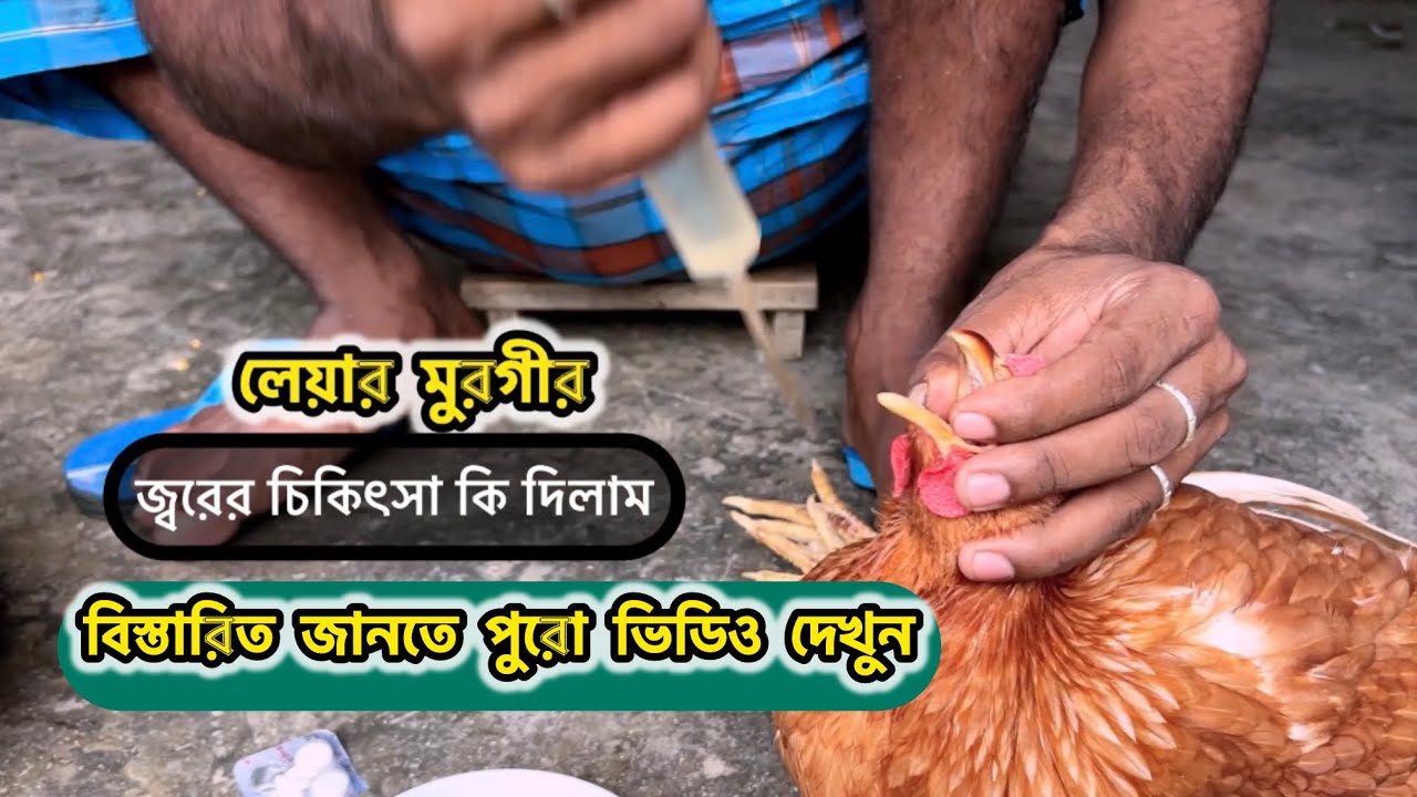 সাদা চুনা পায়খানা অথবা মুরগির জ্বর হলে কি চিকিৎসা দিবেন 