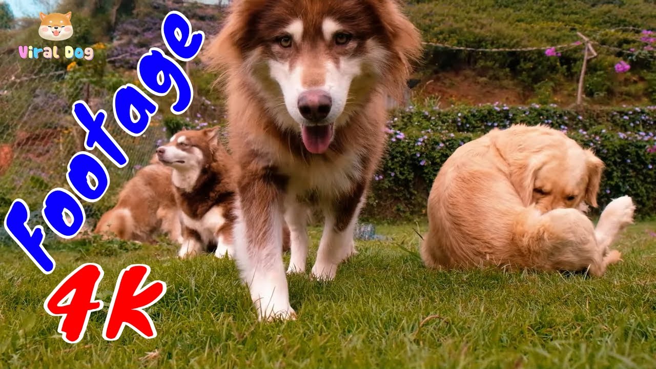 4K Dogs and Puppies Beautiful Animal Footage Episode 14 | Viral Dog