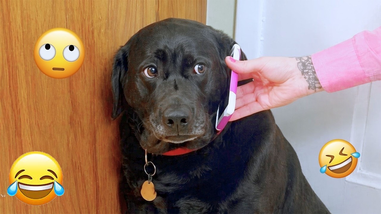 Try NOT To Laugh 😂 Funniest Pets Ever!