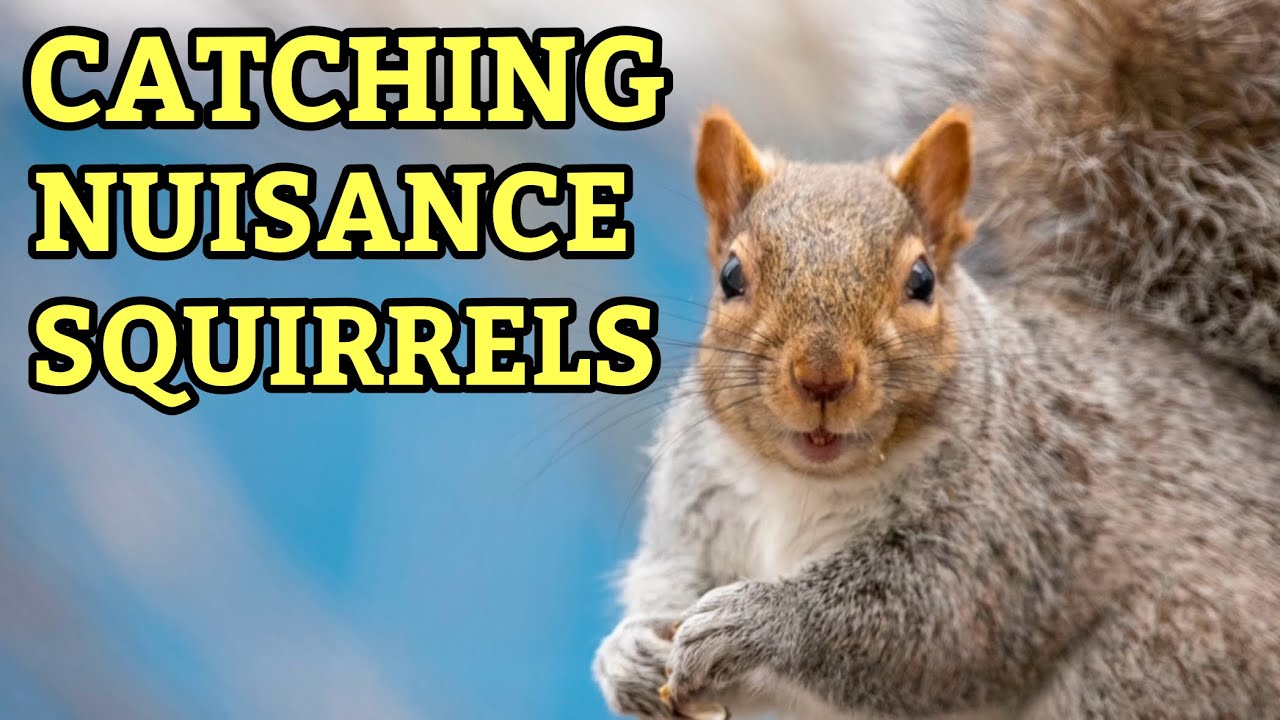 How to Trap Nuisance Squirrels Using the Squirrelinator | Best Live Trap for Problem Squirrels ￼