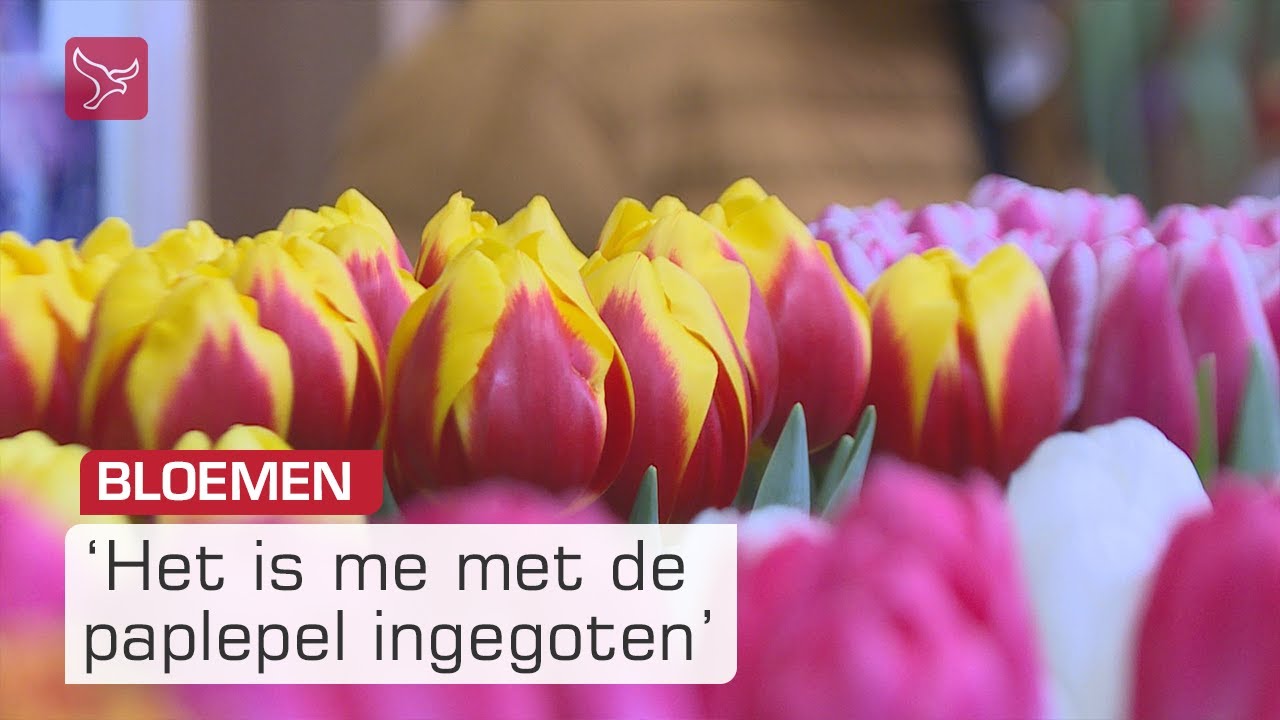 Bloembollenvakdagen bij jubilerend familiebedrijf in Rutten | Omroep Flevoland
